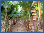 Banana field